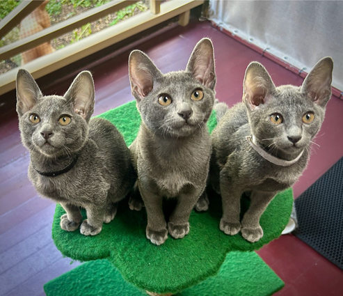 Blossom's kittens at 13 weeks